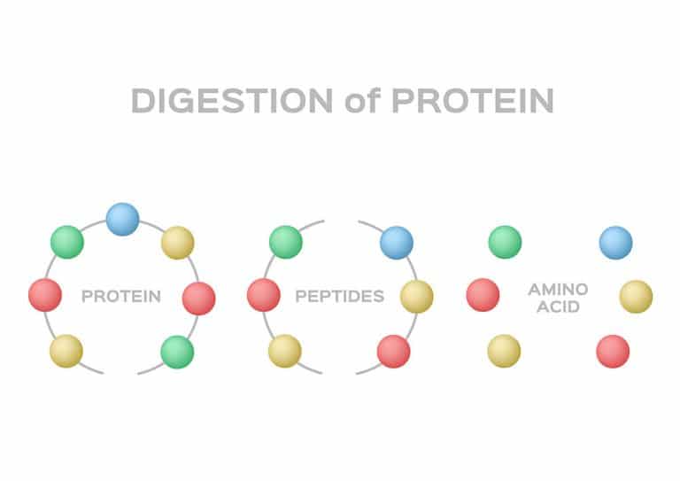 Fast Digesting Protein: Why It Matters for Your Nutrition and Fitness Goals